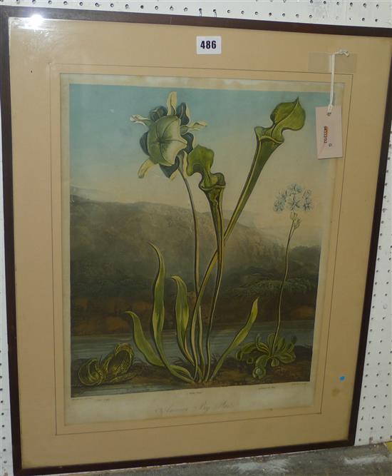 Sutherland after Reinagle, aquatint, American Bog Plants